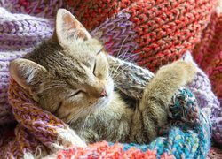 Mały kotek śpiący w kolorowym szaliku