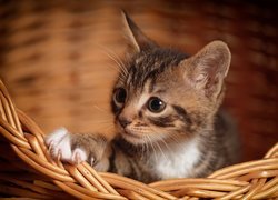Mały kotek w koszyku