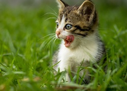 Mały kotek w zielonej trawie