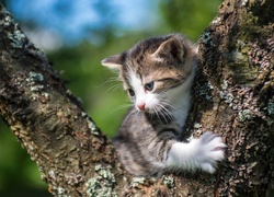 Mały kotek wdrapał się na drzewo