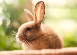 Mały króliczek z postawionymi uszami