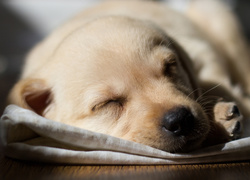 Mały labrador pogrążony w głębokim śnie