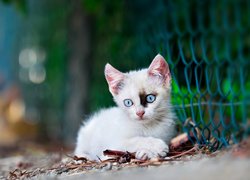 Mały niebieskooki kotek przy siatce