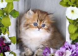 Mały puszysty kotek wśród kwiatów