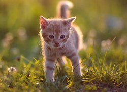Mały rudawy kotek na trawie