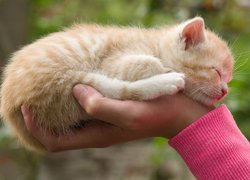 Mały rudawy kotek śpiący na dłoni