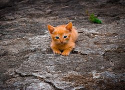 Mały rudy kotek na skale