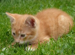 Mały rudy kotek na trawie