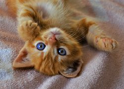 Mały rudy kotek o niebieskich oczach