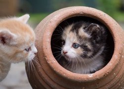 Mały rudy kotek obok kociaka w glinianym garnku
