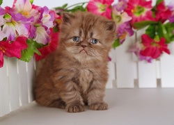 Mały smutny kotek perski