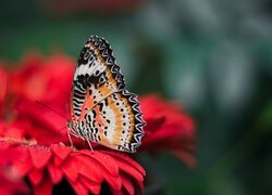 Motyl, Cethosia cyane, Mandaryn pstry, Czerwony, Kwiat