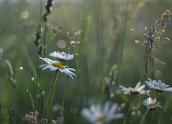 Margerytki, Trawa, Rozmycie