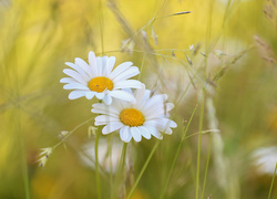 Margerytki, Białe, Kwiaty, Źdźbła