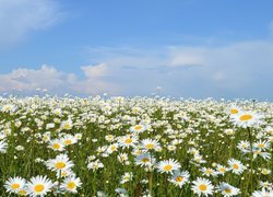 Margerytki na łące pod błękitnym niebem