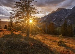 Promienie słońca, Drzewa, Góry Hochkonig, Salzburg, Austria