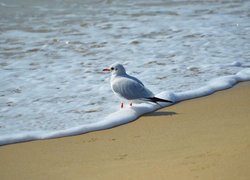 Mewa, Plaża, Fala, Morze