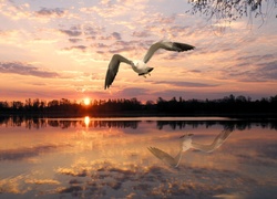 Mewa w locie nad jeziorem o zachodzie słońca