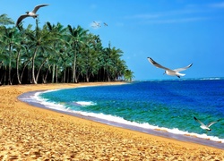 Mewy nad morską plażą i palmami