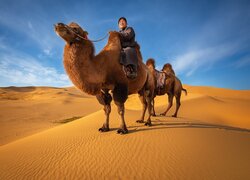Mężczyzna i dwa wielbłądy na pustyni