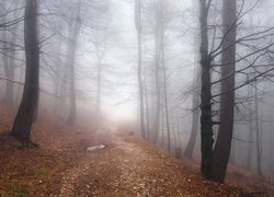 Mgła między drzewami w lesie