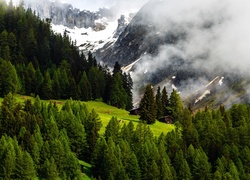 Mgła na zalesionych szwajcarskich Alpach