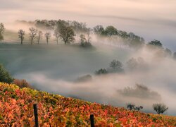 Mgła nad jesiennymi winnicami na wzgórzach Eifel w Niemczech