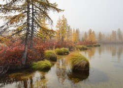 Jesień, Jezioro Jack London, Mgła, Drzewa, Krzewy, Trawa, Kołyma, Rosja