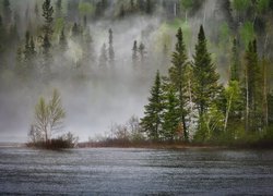 Mgła, Las, Jezioro, Drzewa