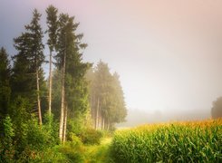 Mgła nad lasem i polem kukurydzy