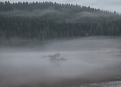 Mgła nad rzeką i lasem