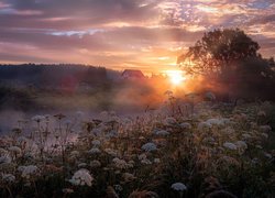 Mgła nad rzeką o wschodzie słońca