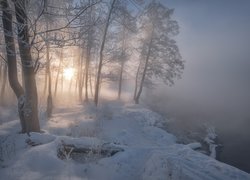 Zima, Drzewa, Rzeka, Mgła