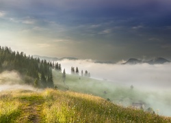 Ukraina, Ścieżka, Góry Karpaty, Poranek, Mgła, Drzewa