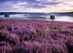 Mgła nad wrzosowiskiem w Cannock Chase w Anglii