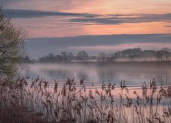 Poranek, Wschód słońca, Mgła, Rzeka Dubna, Drzewa, Trzciny, Łatgalia, Łotwa