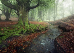 Mgła otulająca drzewa w hiszpańskim Parku Narodowym Gorbea