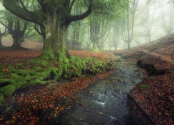 Hiszpania, Park Narodowy Gorbea, Las, Mgła, Potok, Drzewa