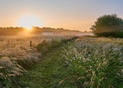 Mgła poranna nad łąką