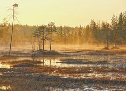 Poranek, Mgła, Bagna, Las, Drzewa, Jesień