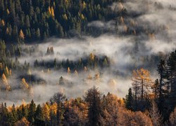 Mgła unosząca się nad jesiennym lasem