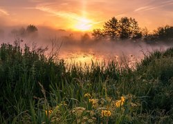 Mgła unosząca się nad jeziorem z roślinnością