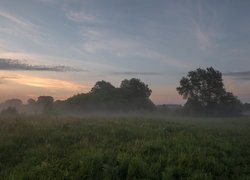 Mgła unosząca się nad łąką