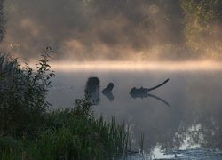 Mgła, Drzewa, Rośliny, Trawa, Rzeka