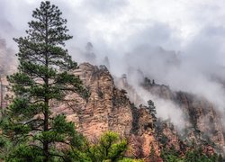 Góry, Mgła, Drzewa, Sosny, Oak Creek Canyon, Arizona, Stany Zjednoczone