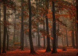Jesień, Mgła, Las liściasty, Drzewa