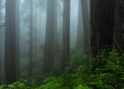 Las, Drzewa, Mgła, Roślinność