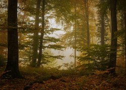 Mgła w lesie liściastym