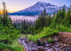 Stany Zjednoczone, Waszyngton, Park Narodowy Mount Rainier, Góra, Mount Rainier, Mgła, Drzewa