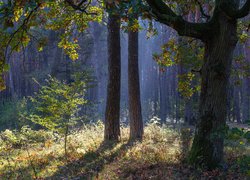 Las, Drzewa, Jesień, Mgła, Liście
